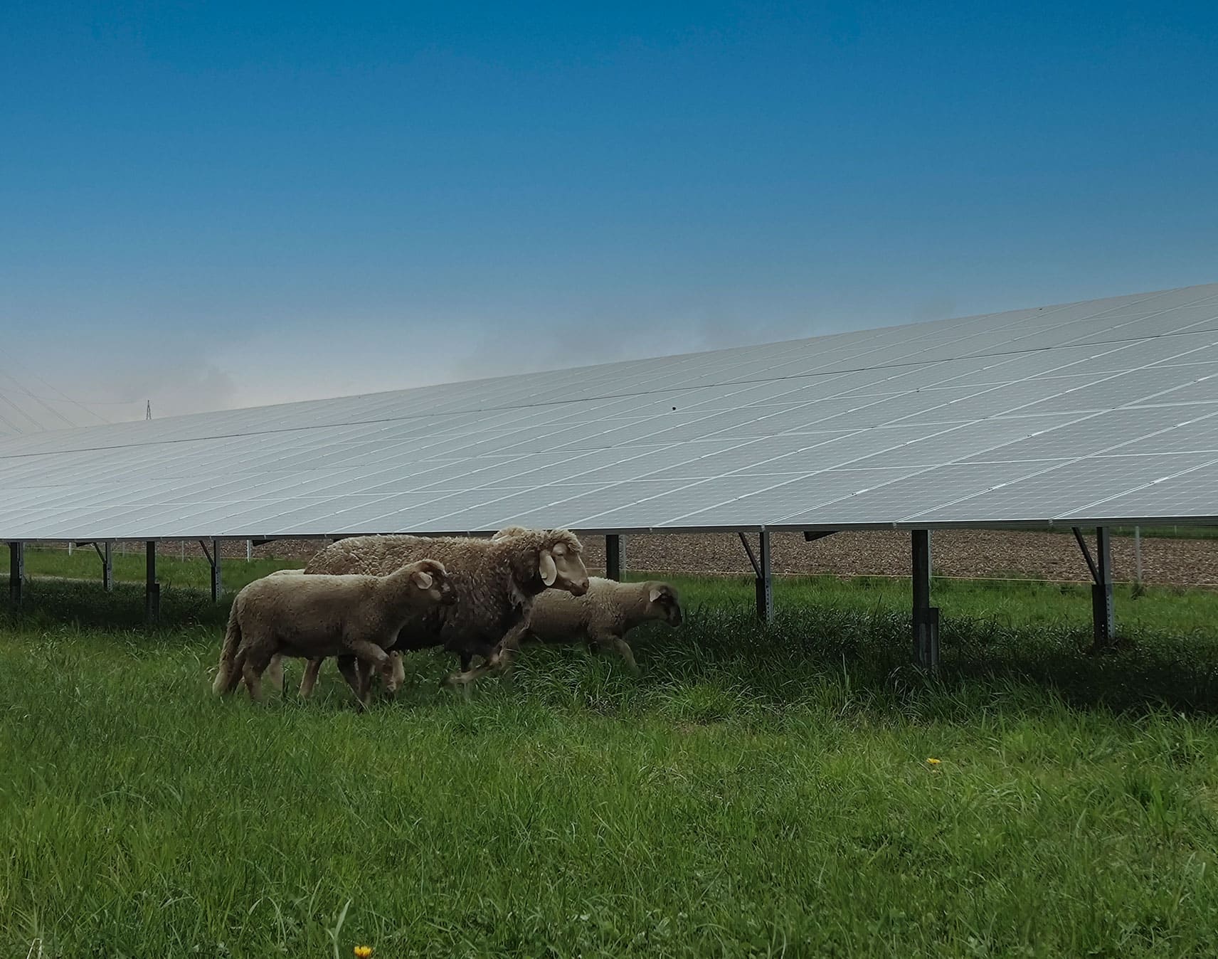 Schafe unter Photovoltaikanlage